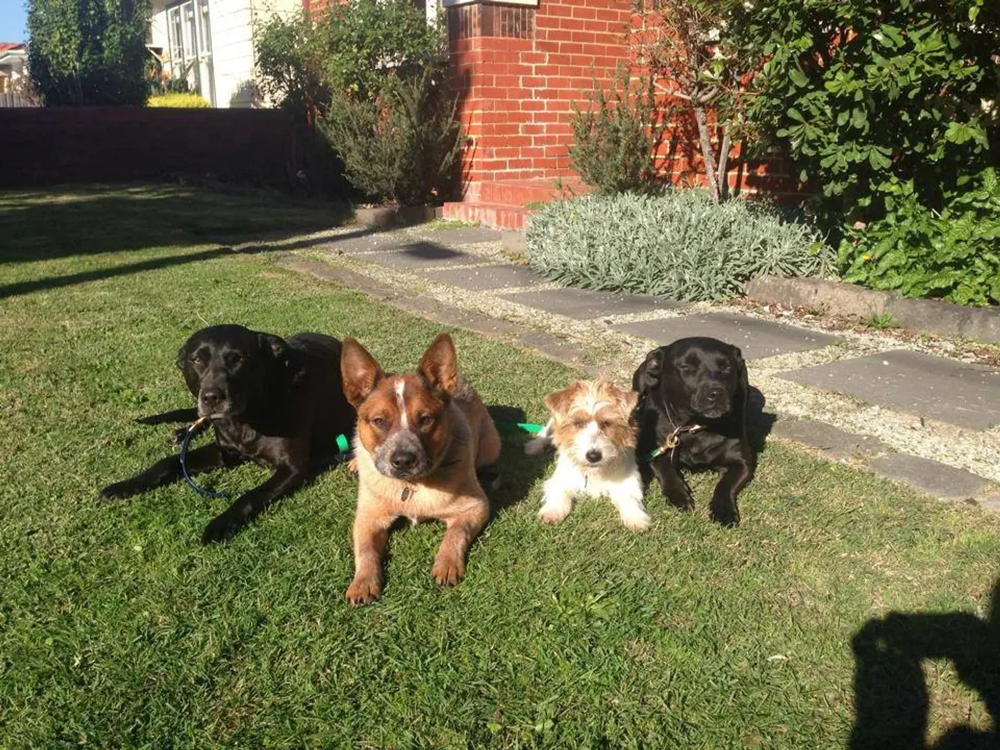 Dog Behaviour Consultations