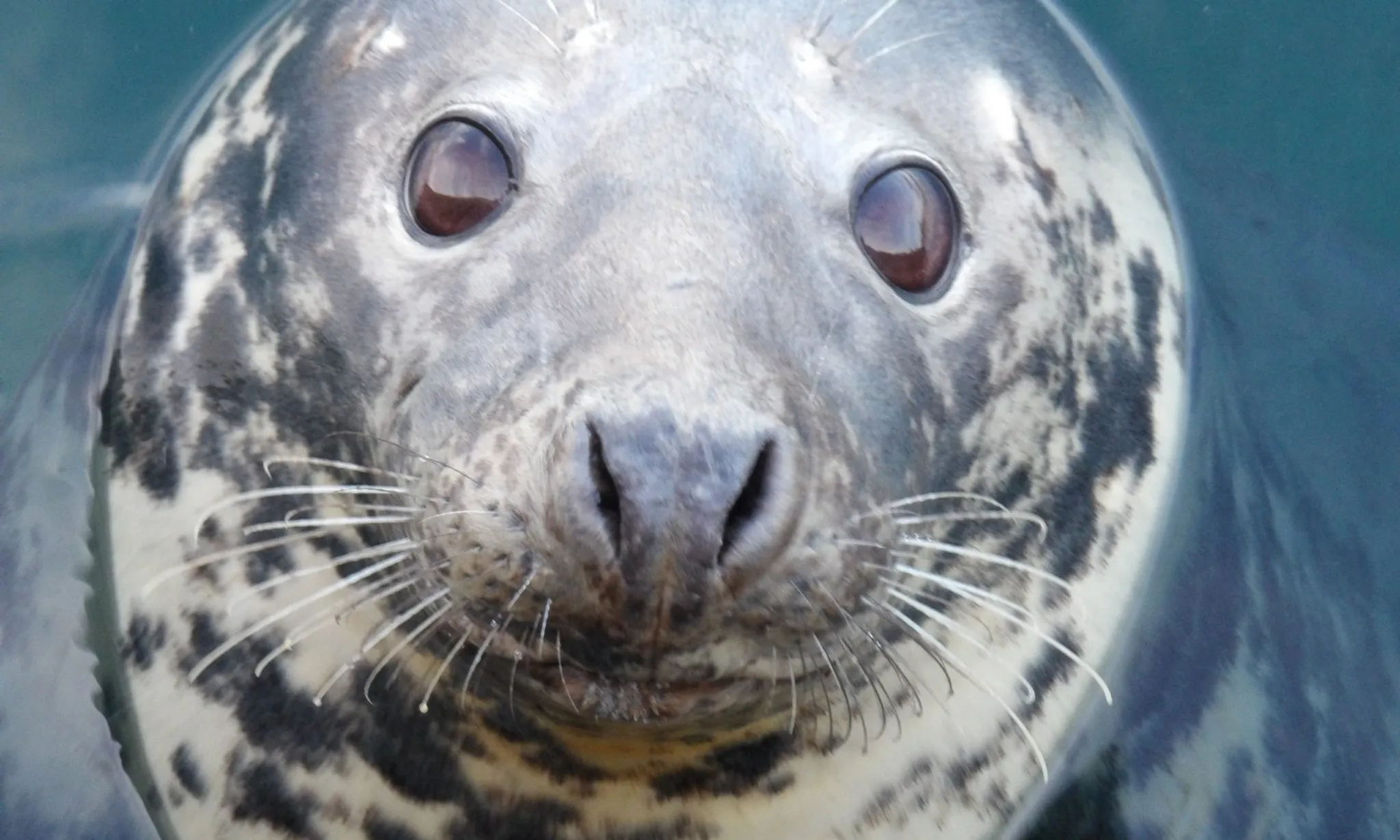 Biddulph Sub Aqua Club