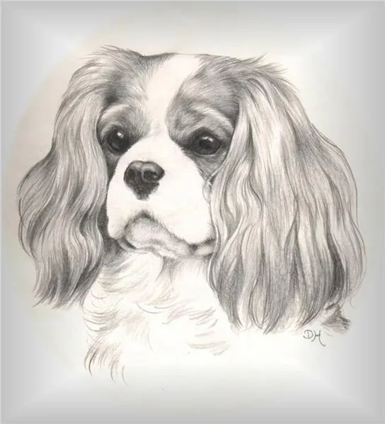 Cavalier King Charles Spaniel Club of SA Inc.