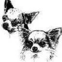 Chihuahua Club of SA Inc.