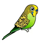 Budgies Tennis Coaching