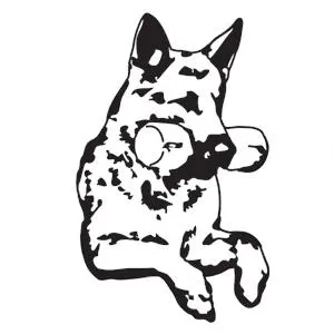 Schutzhund Australia