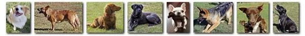  Queanbeyan & District Dog Training Club