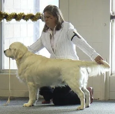 Kaparla Golden Retrievers