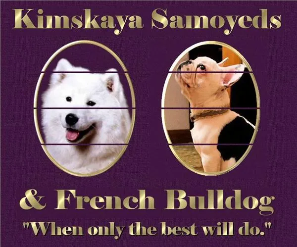 Kimskaya Samoyeds & French Bulldogs