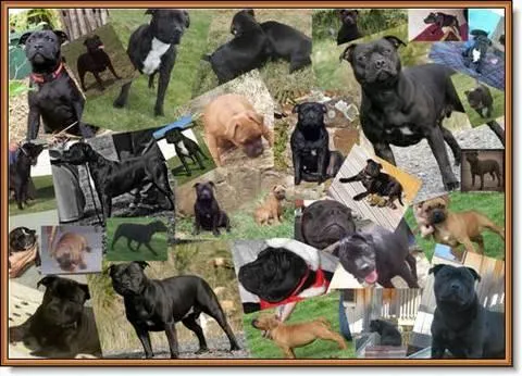 Sirstaffalot Staffordshire Bull Terriers
