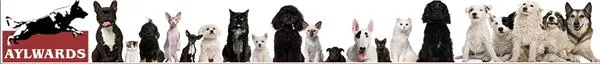 Aylward Dog School - Ipswich