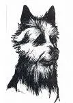 The Australian Terrier Club Qld