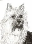 Australian Silky Terrier Club Of Victoria Inc