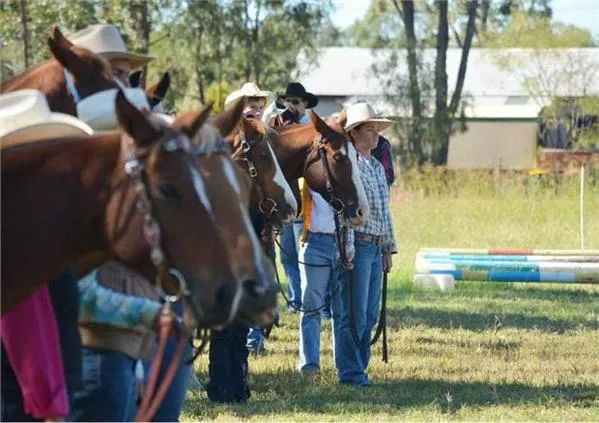Dingo Pony Club