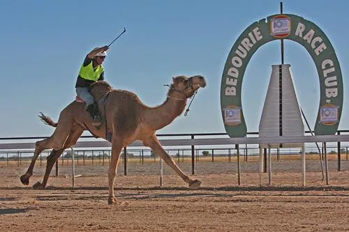 Bedourie Camel Races