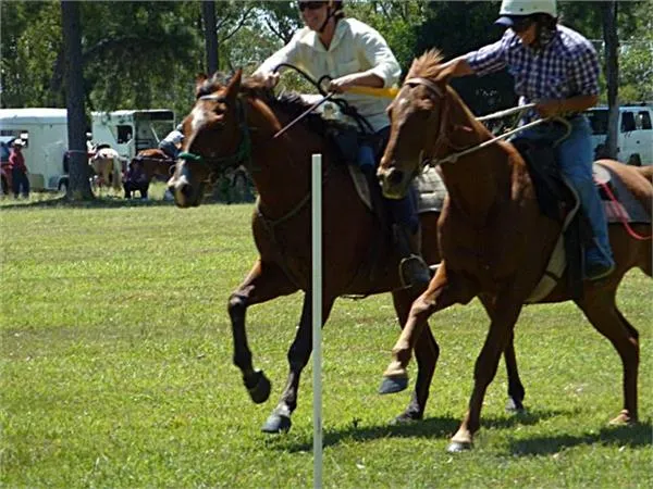 Bucca Horse and Sports Association Inc
