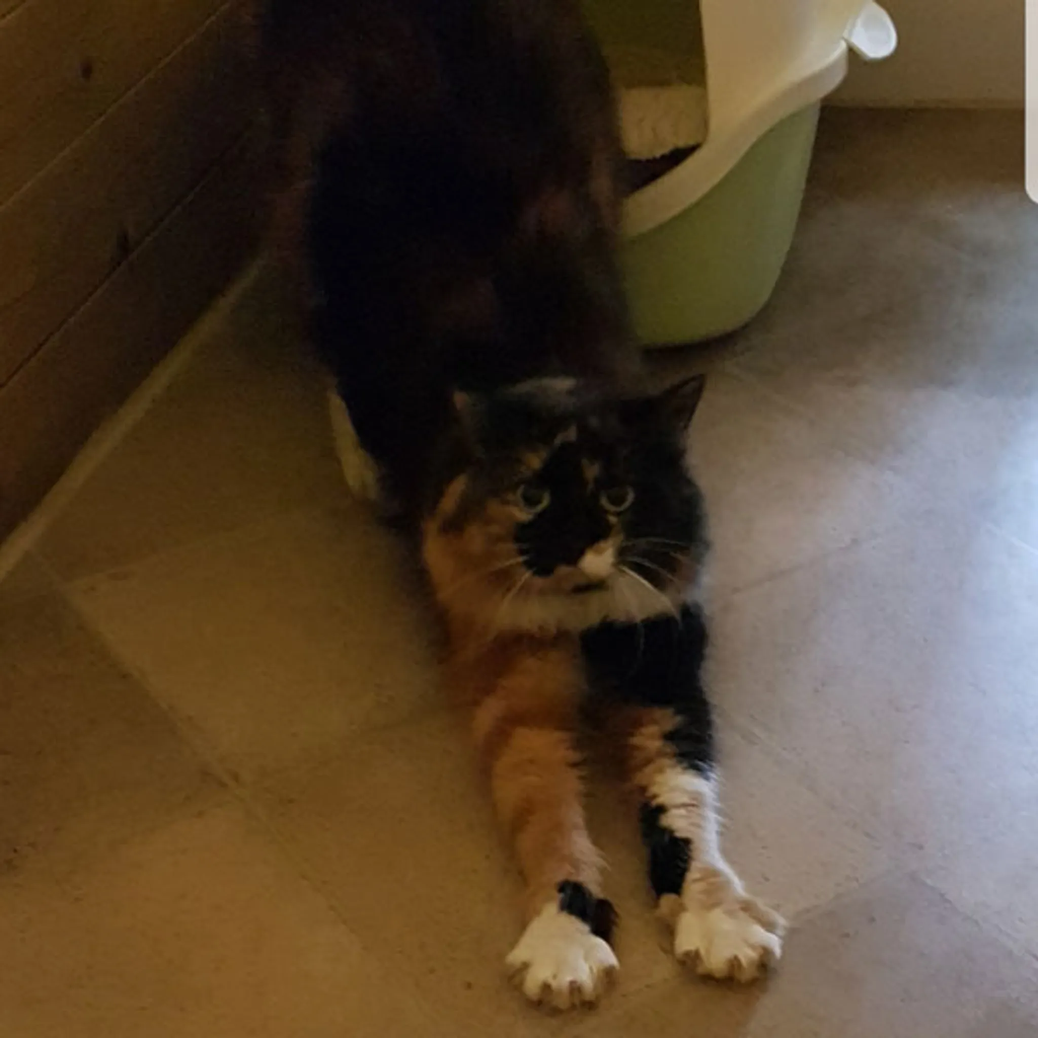 Rose Tree Farm Boarding & Hydrotherapy