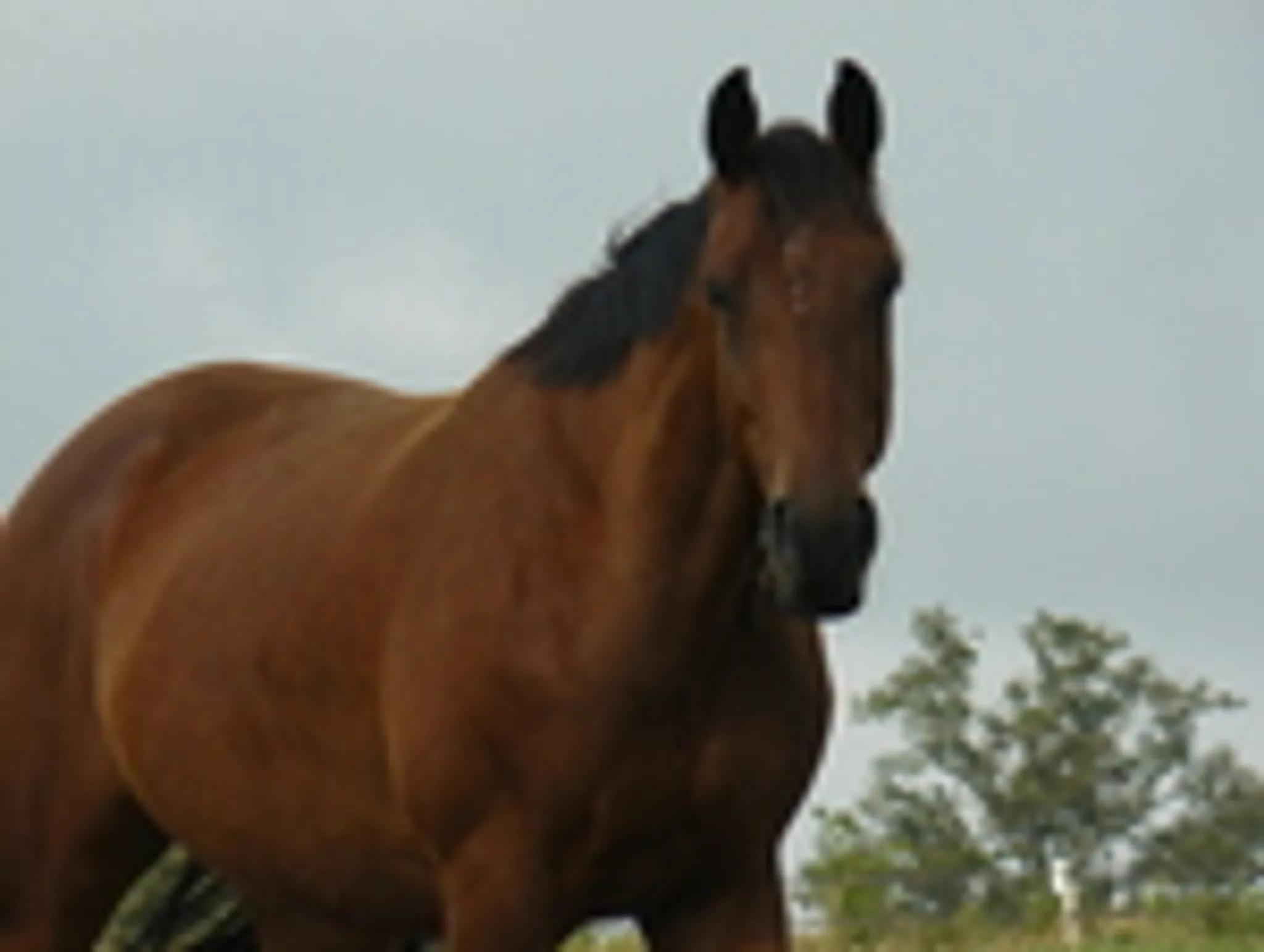 CENTRE EQUESTRE D AMBRIERES LES VALLEES