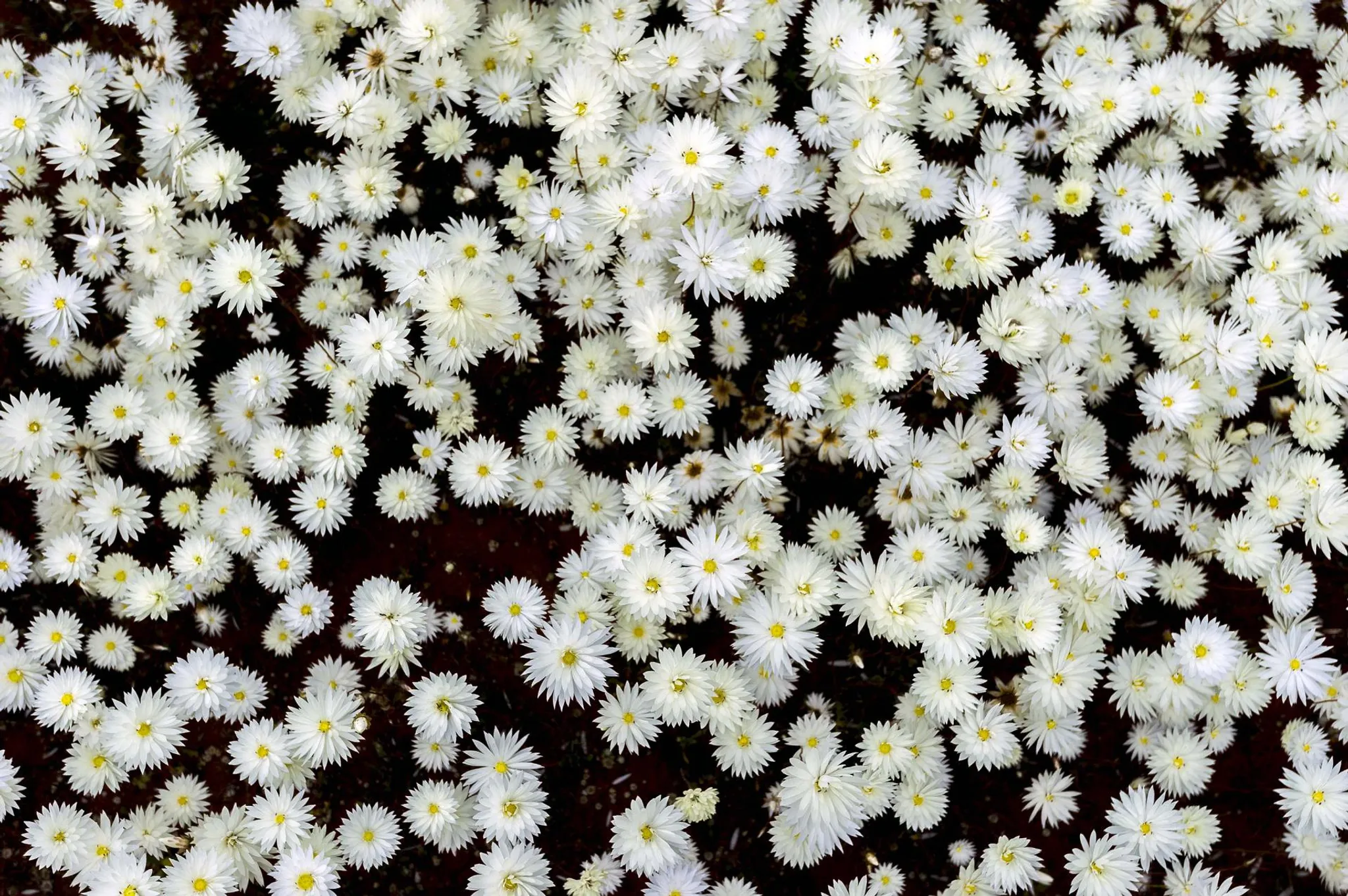 Morawa Swimming Pool