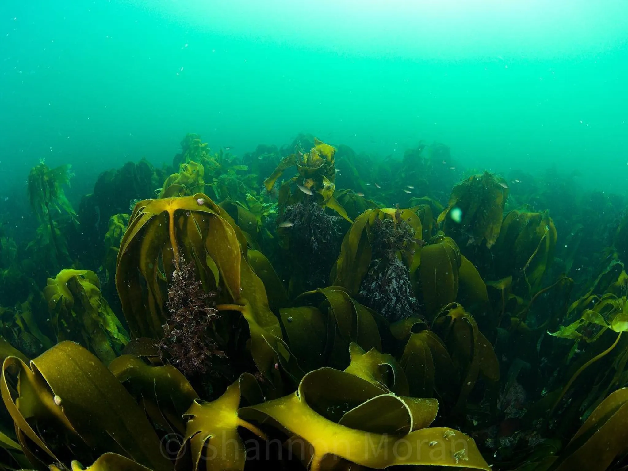 Red Sea Liveaboard Dive Trip