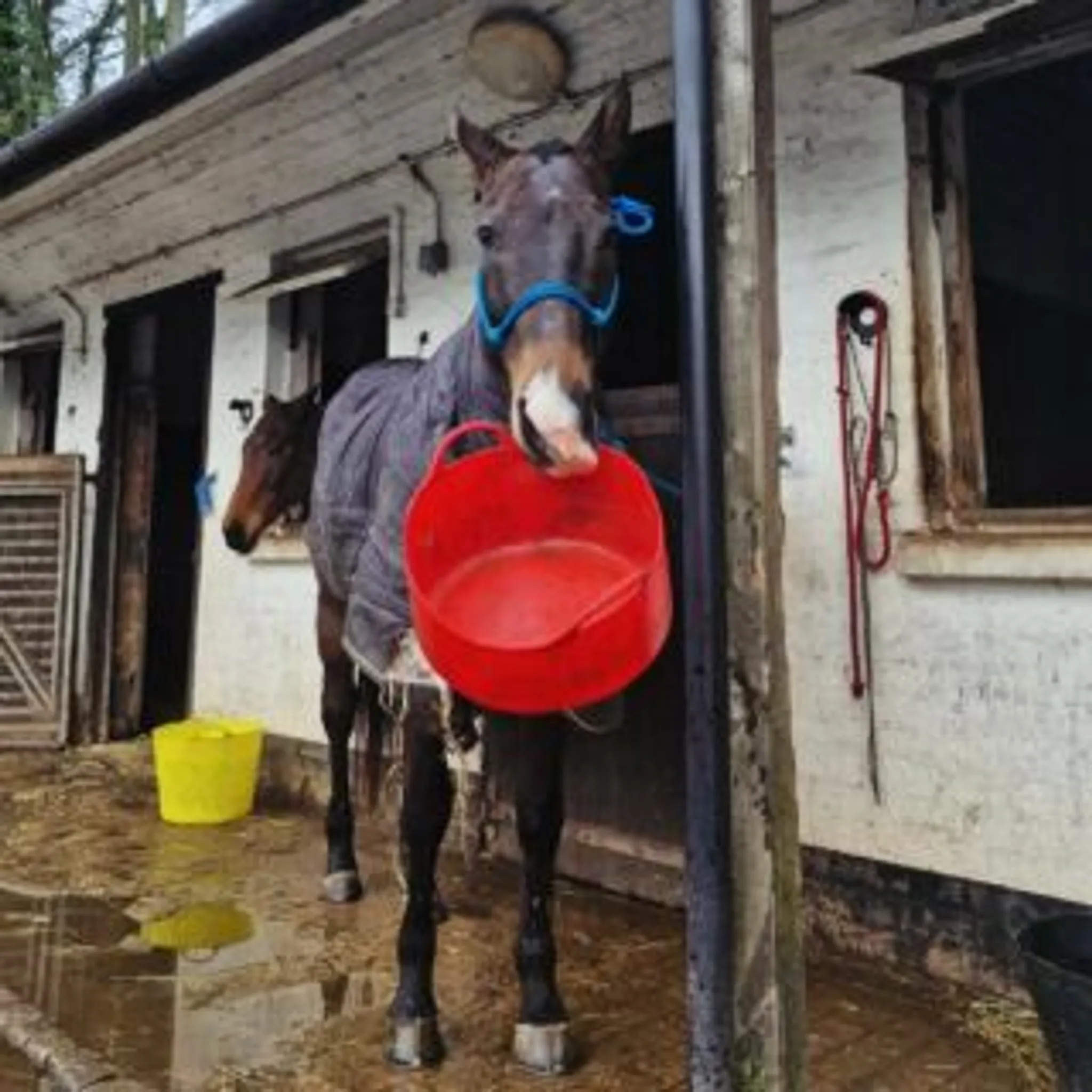 Druids Lodge Polo Club