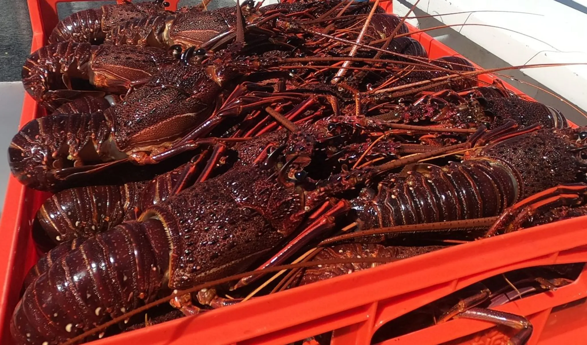 Abrolhos Islands Fishing and Wilderness Adventure