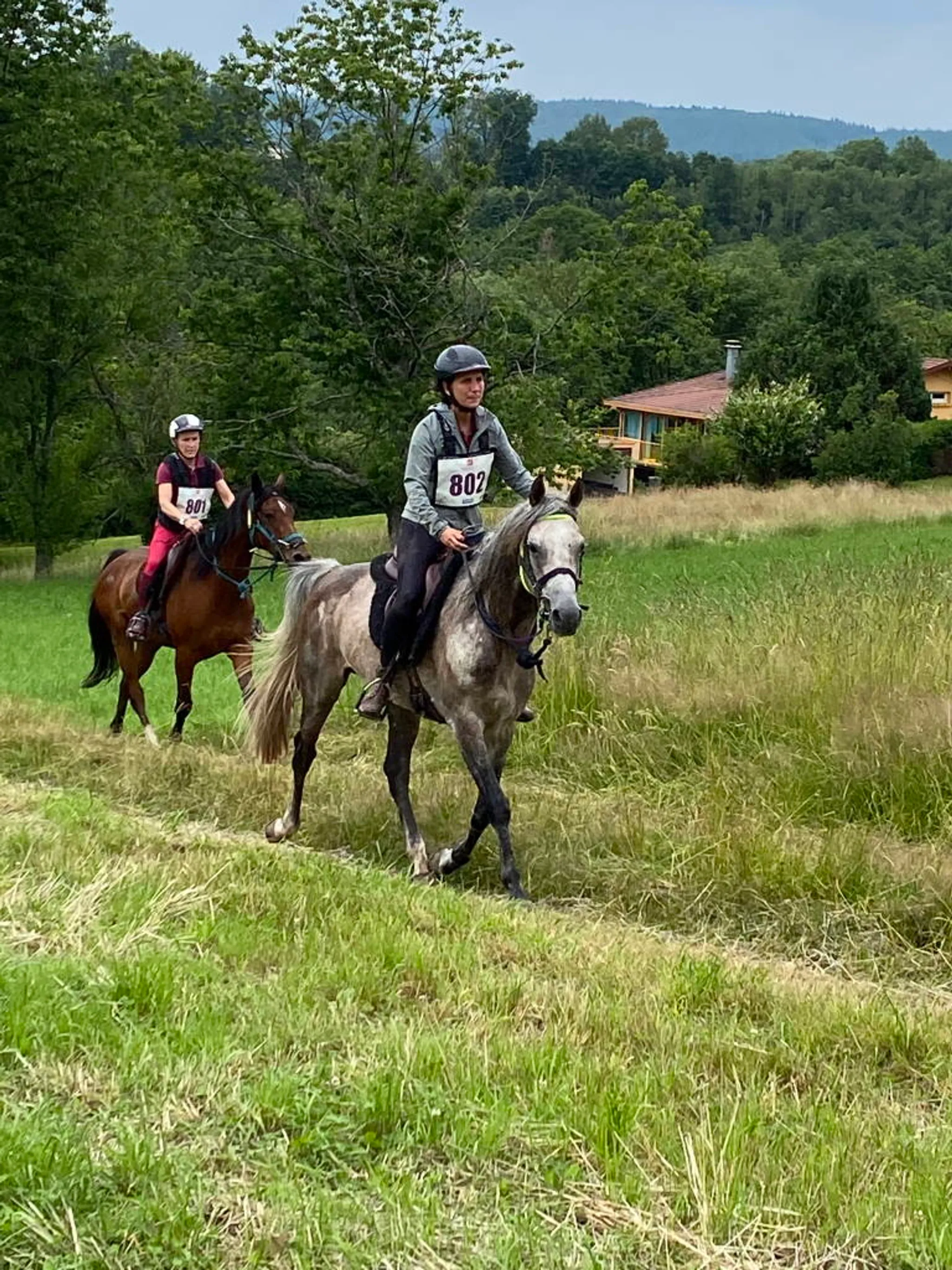 Randonnée endurance jeunes chevaux dans les Vosges