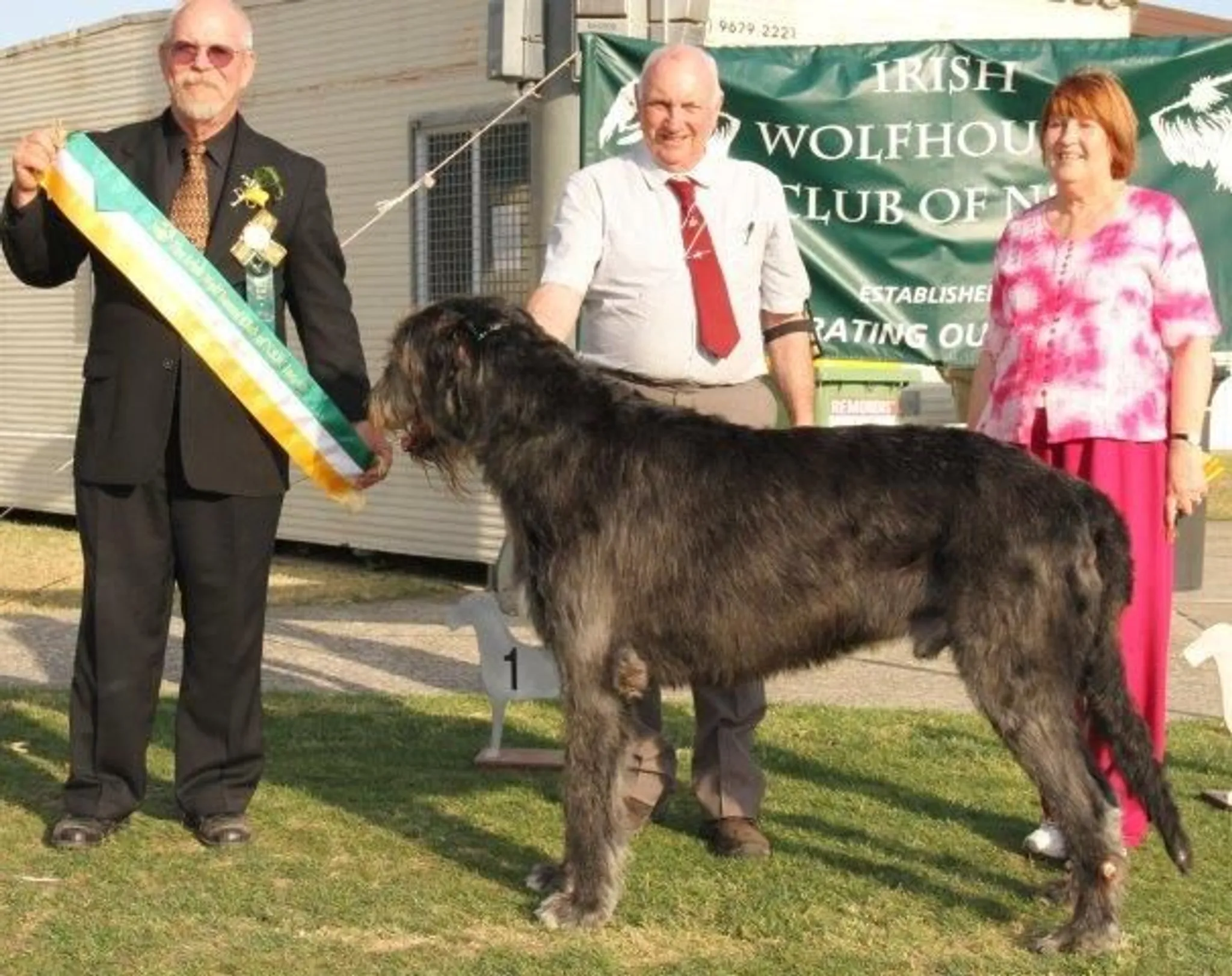 Irish Wolfhound Clubs of NSW & SA Championship Show