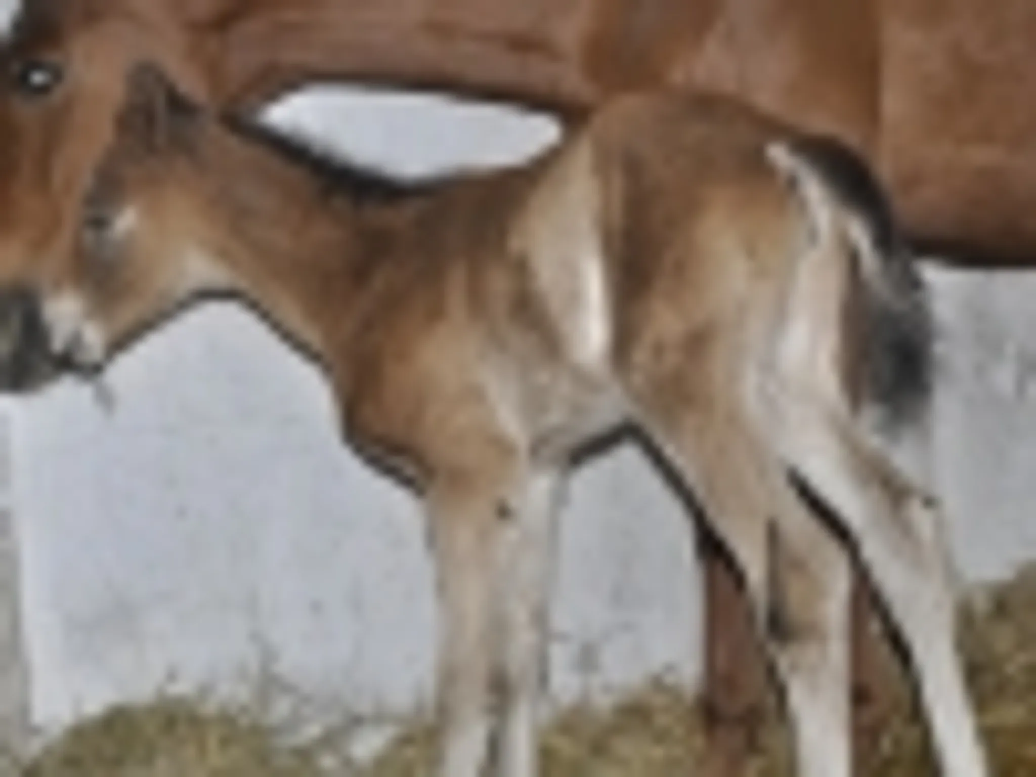Koníky pre deti o. z.