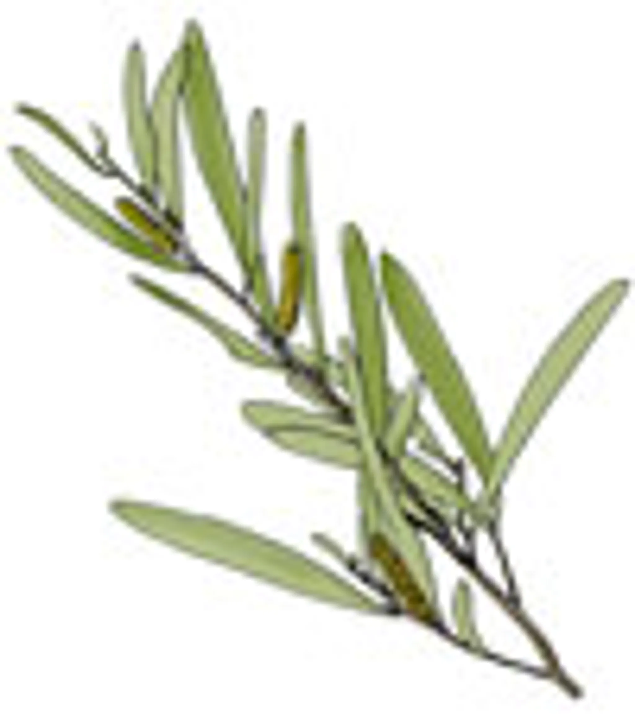 Charleville Swimming Pool