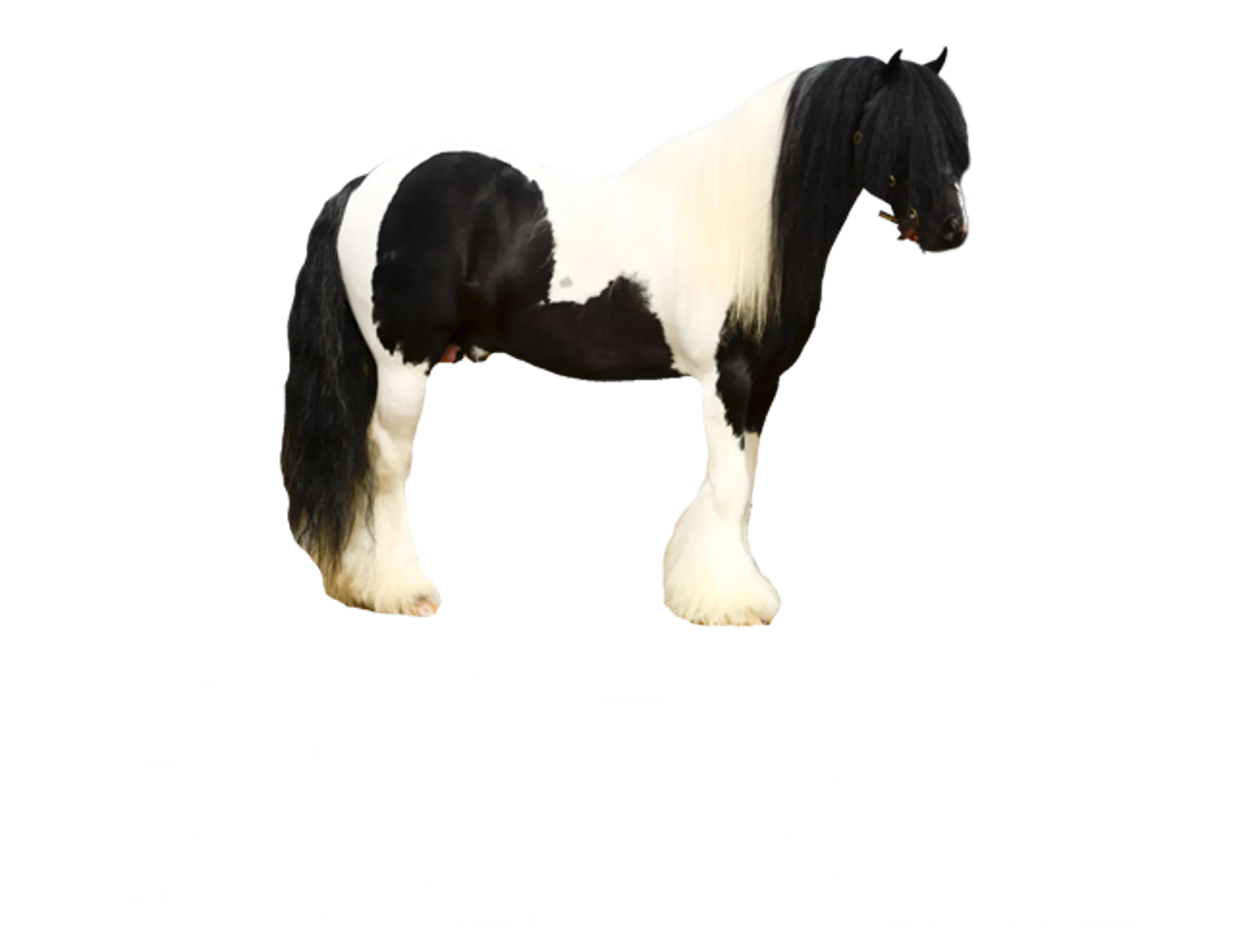 Braeden Pony Trekking Centre