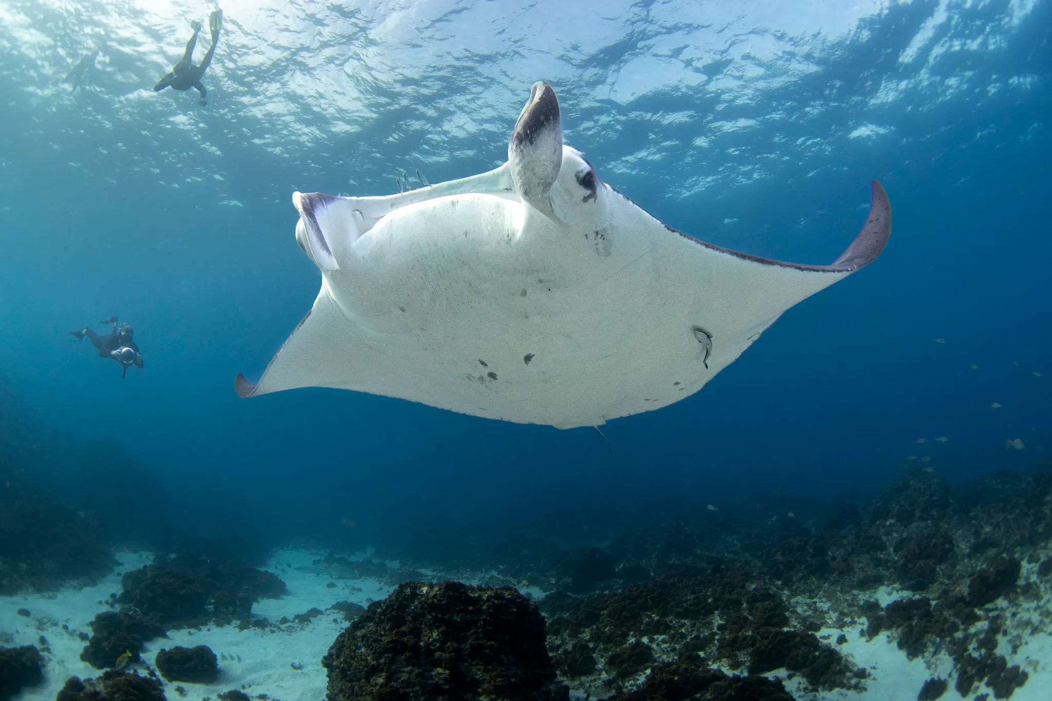 Pause Video Snorkel in Byron Bay