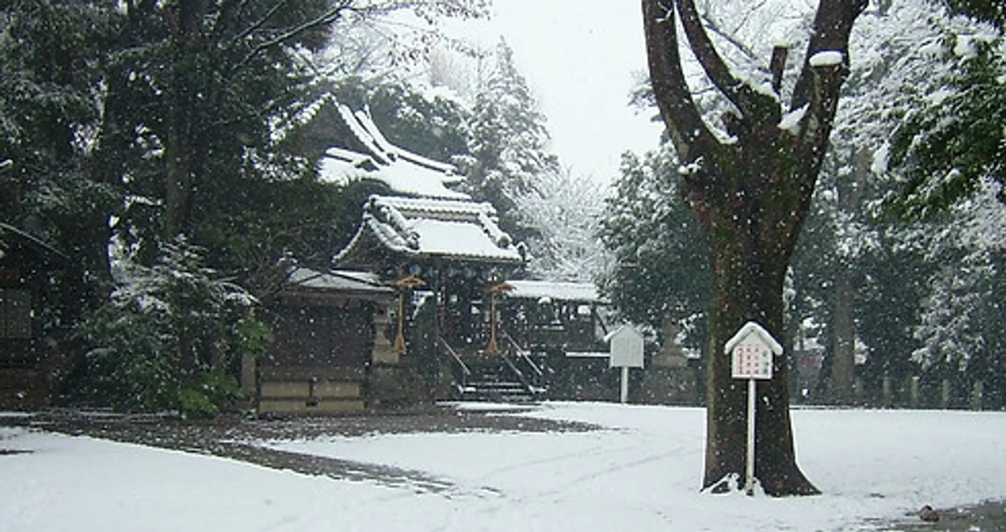 Bujinkan Martial Arts in Central London