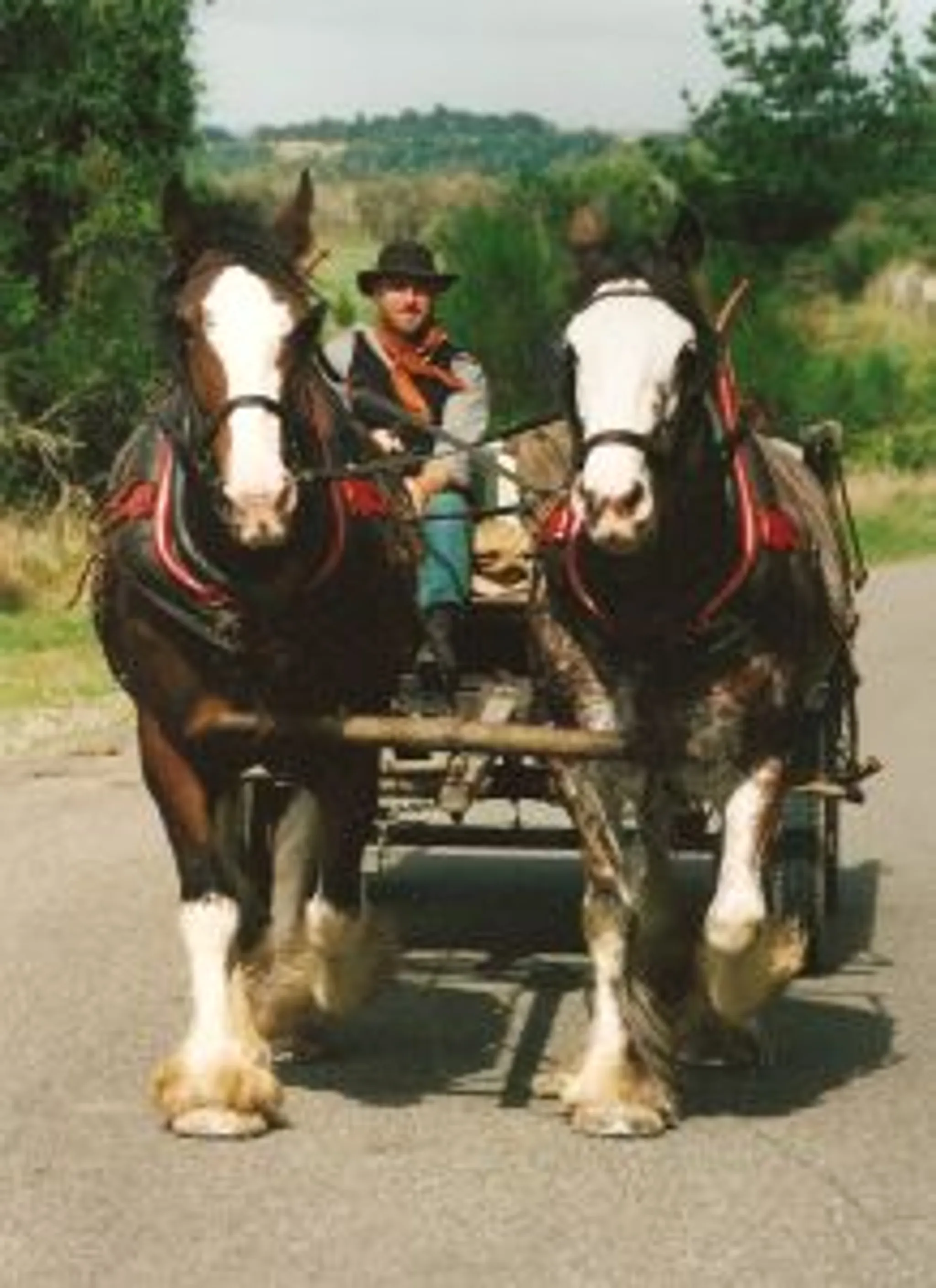 Timeless Horse Treks