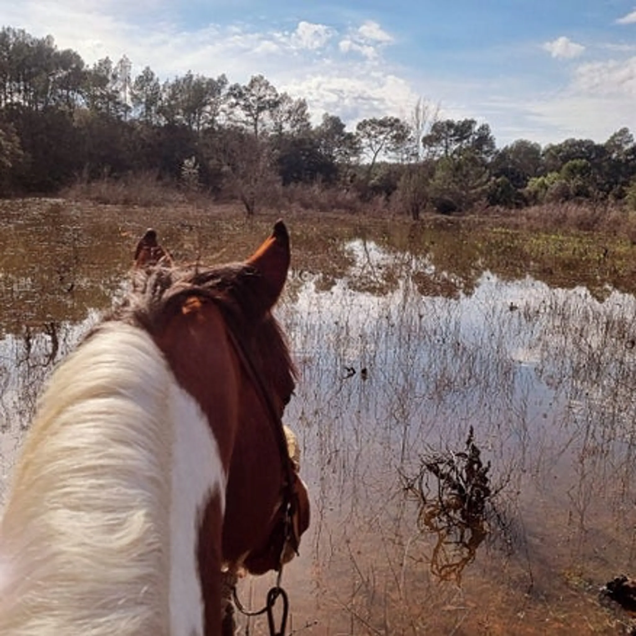 Les Chevaux Du Bessillon