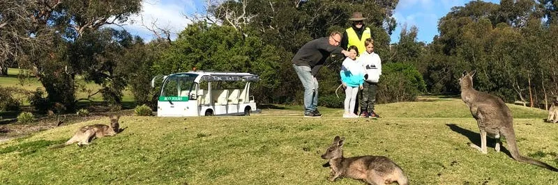 Kangaroo Viewing Tour