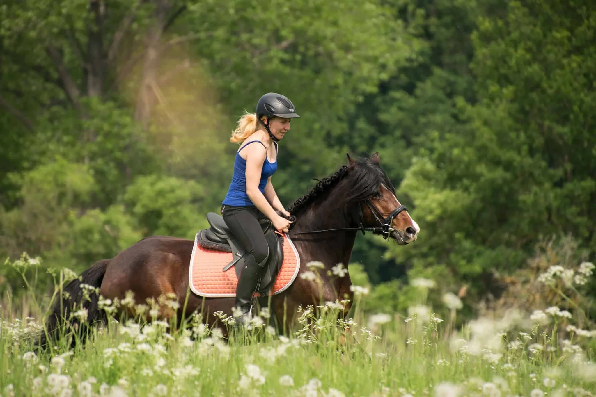 Sussex Hunter Hirelings & Sales