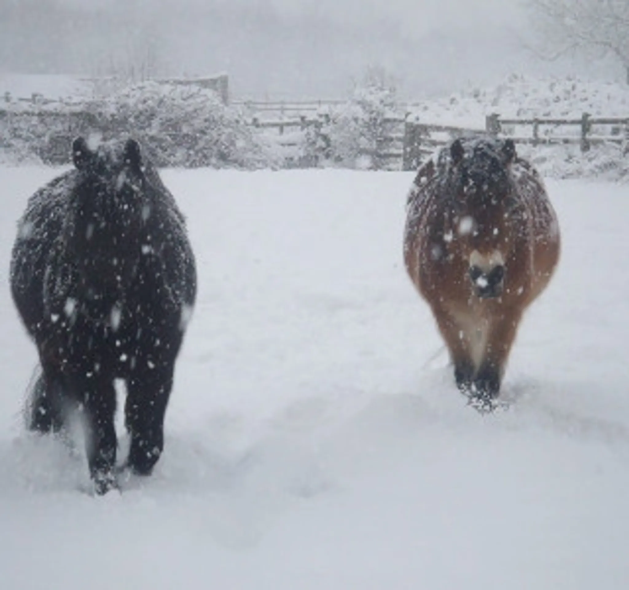 South Weylands Equestrian Centre