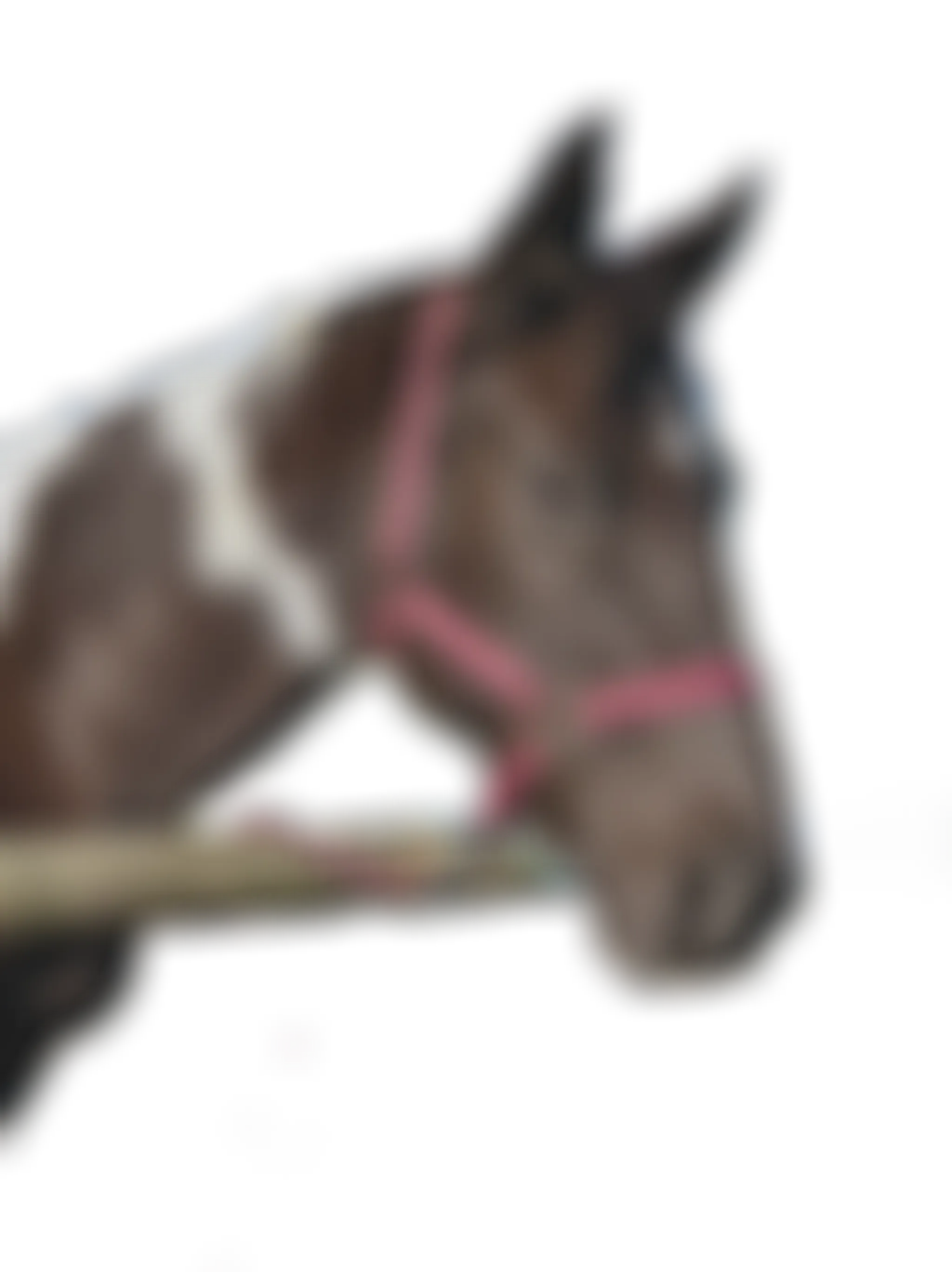 Trinity Valley Pyes Pa