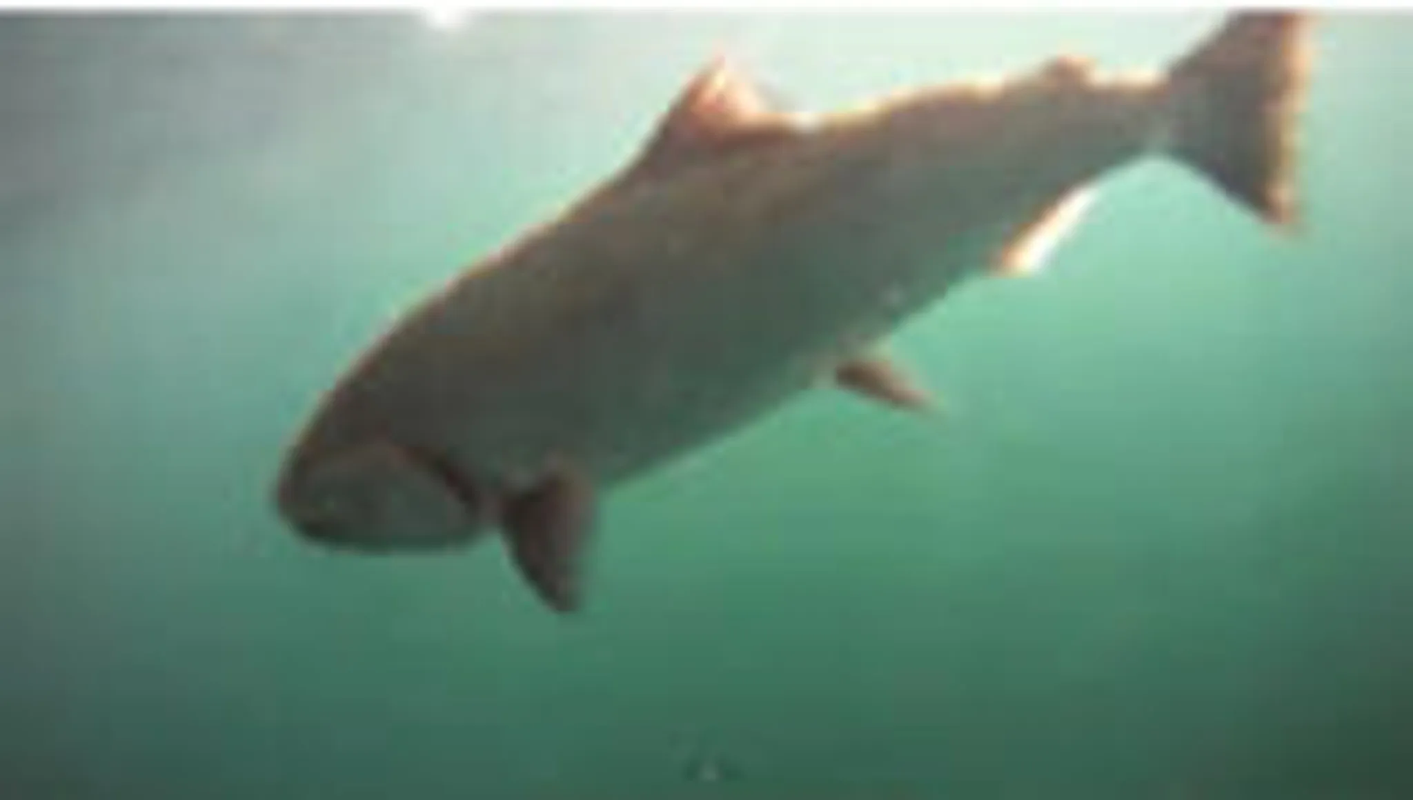 Bluewolf fishing charters