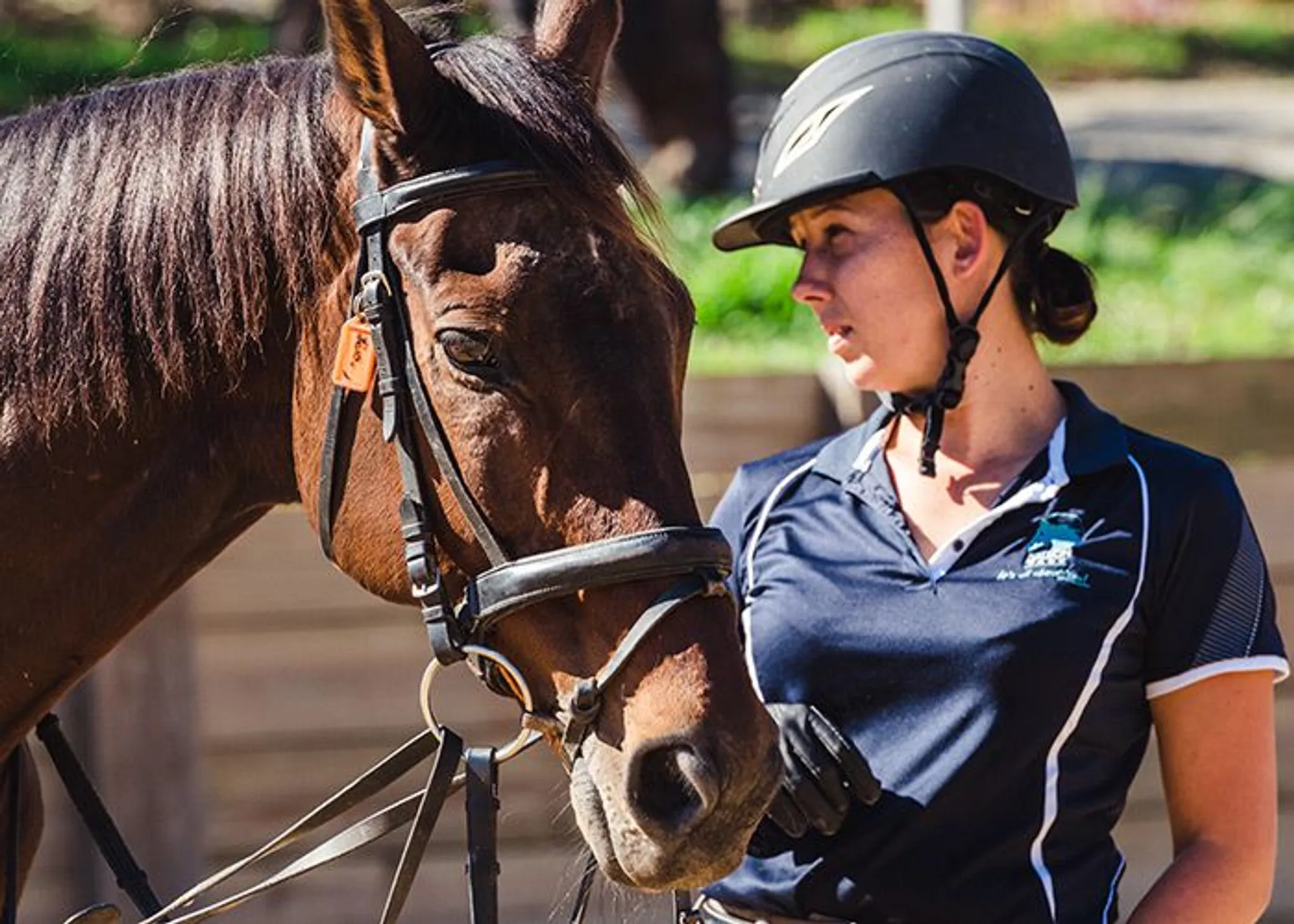 Horse Riding Lesson Pricing at Dalson Park