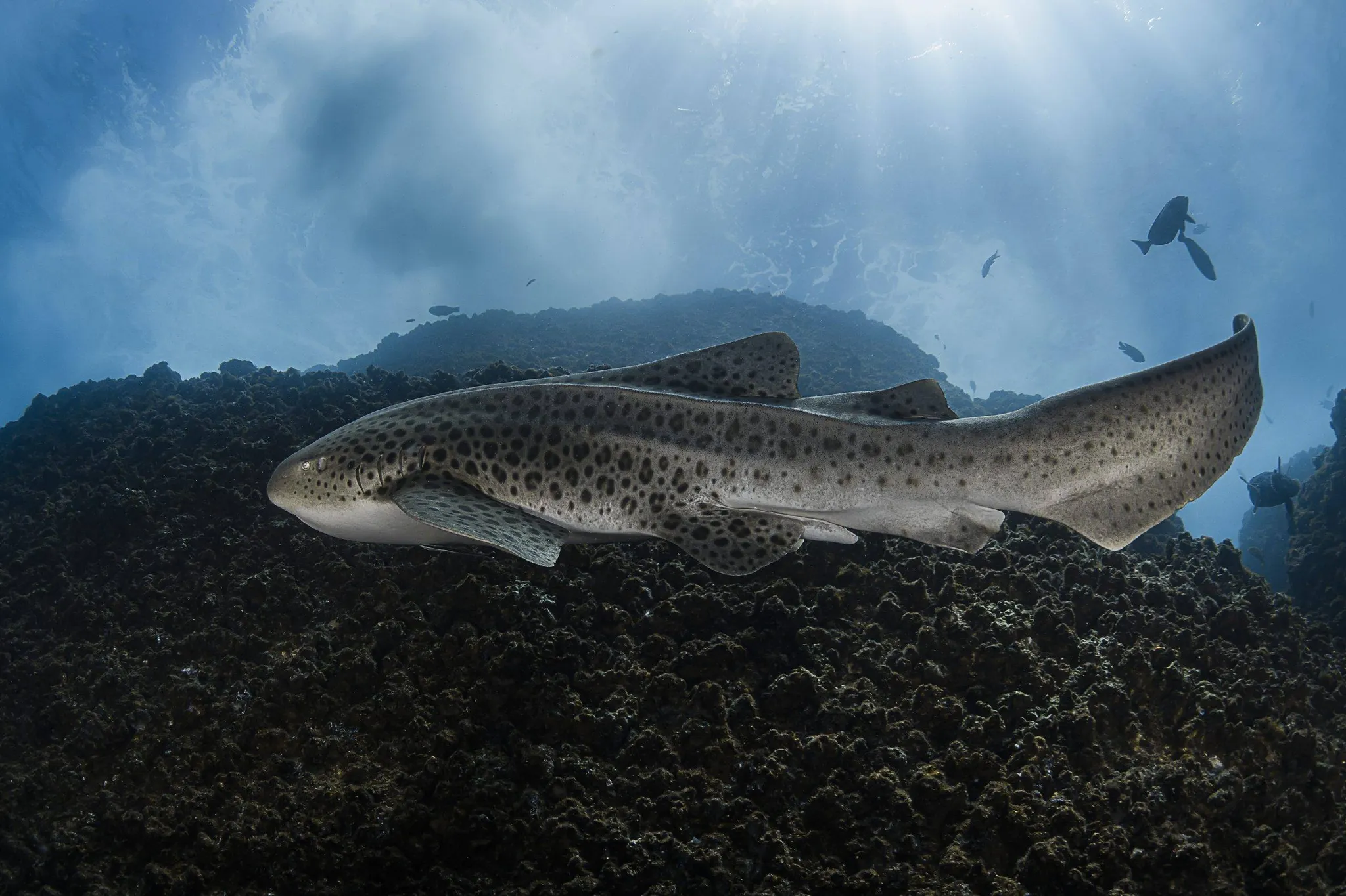 WOLF ROCK DIVE & K'gAri (FORMALLY FRASER ISLAND) PACKAGE