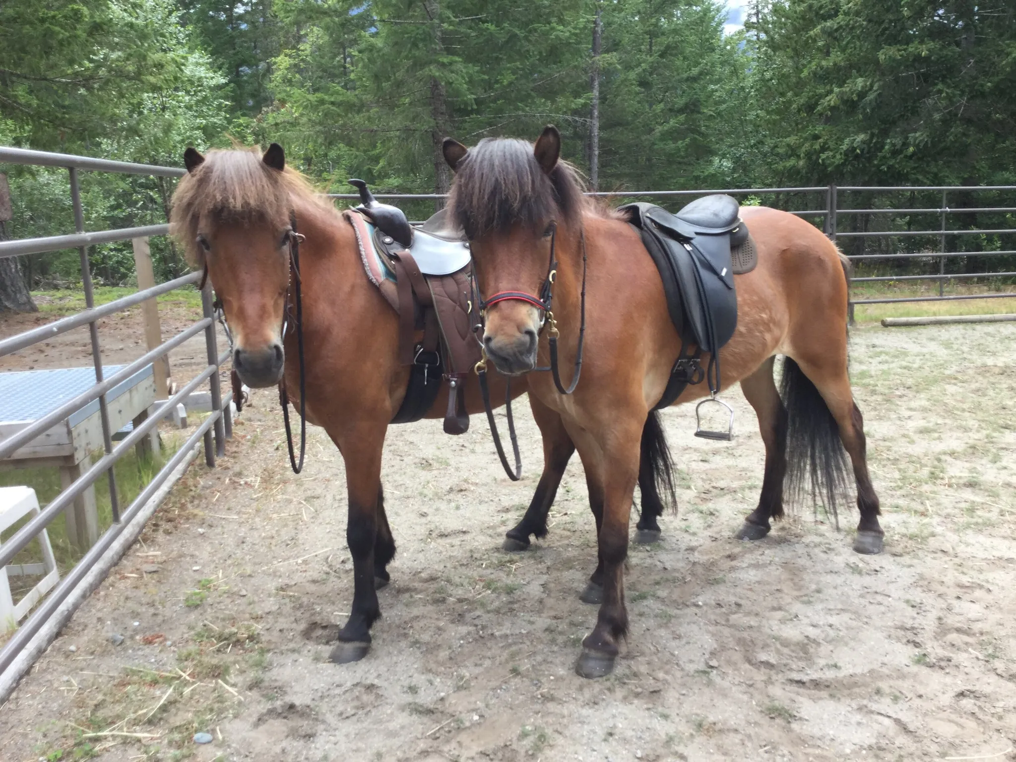 Icelandic Horse Trail Rides
