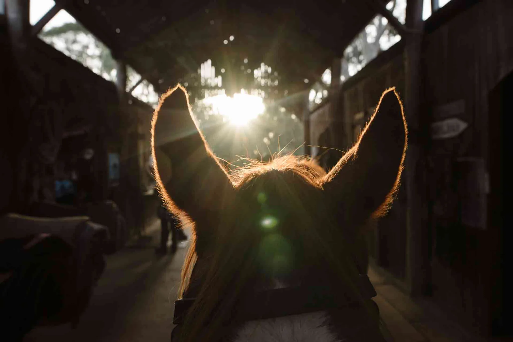Half Day Ride with Long Table Lunch