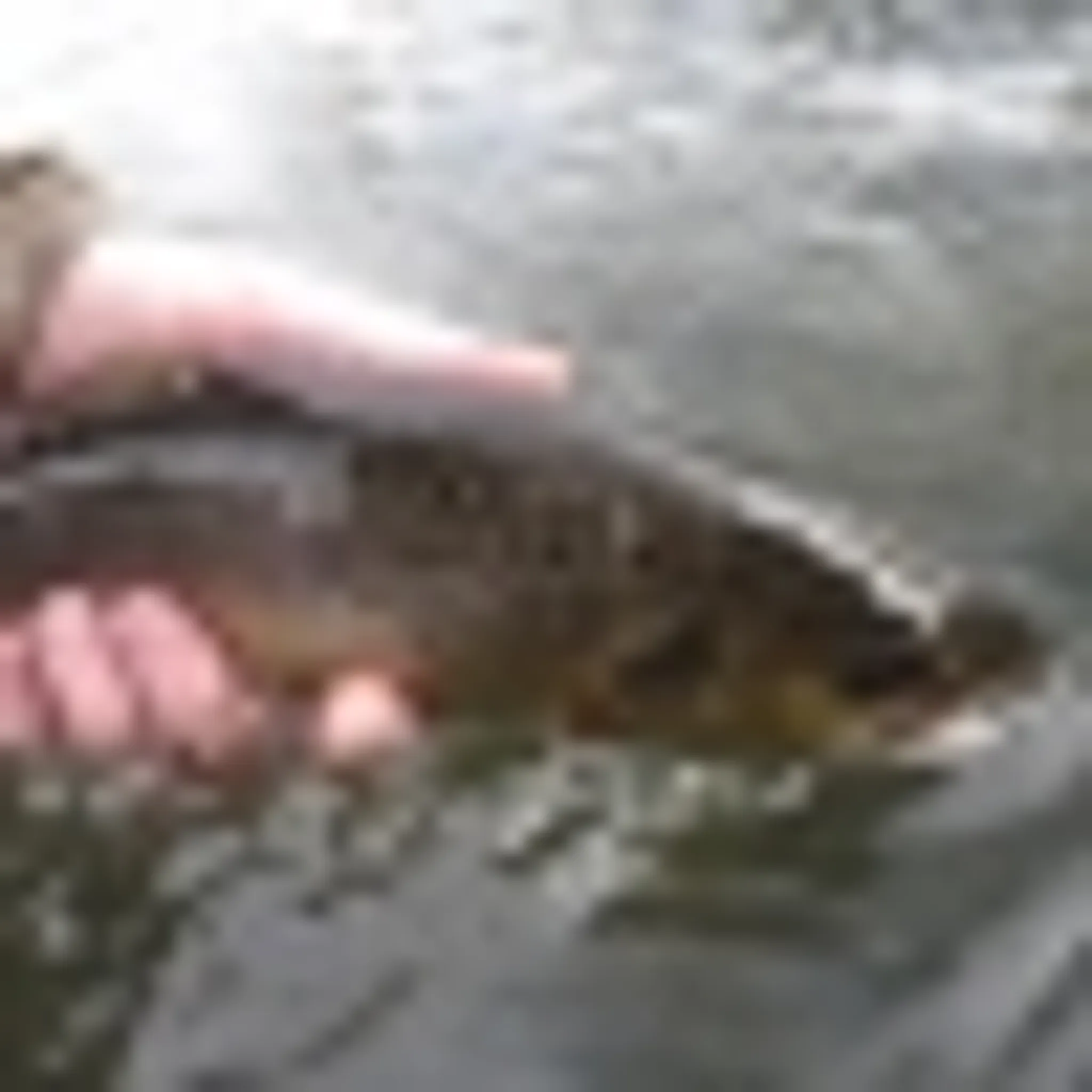 Willington & District Angling Club