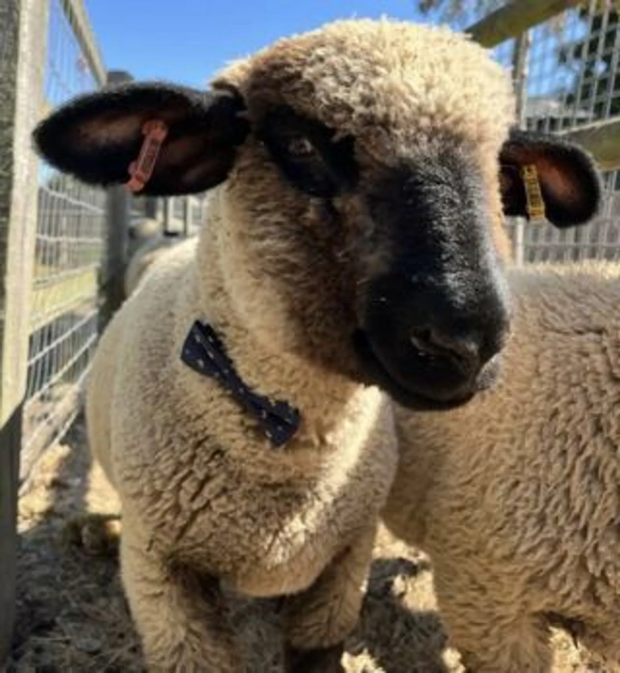 Noahs Park Adventure Golf