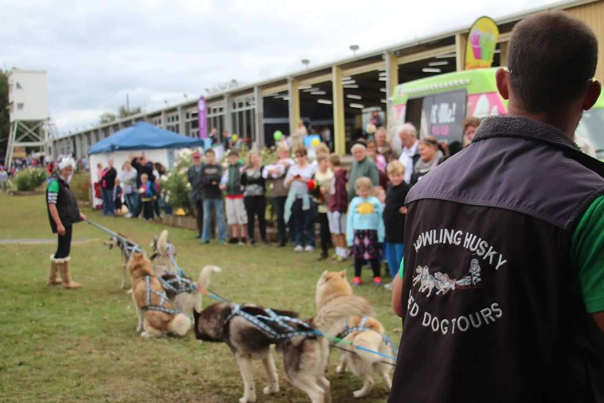 Skiing with Sled Dogs at Dinner Plain & Mount Hotham