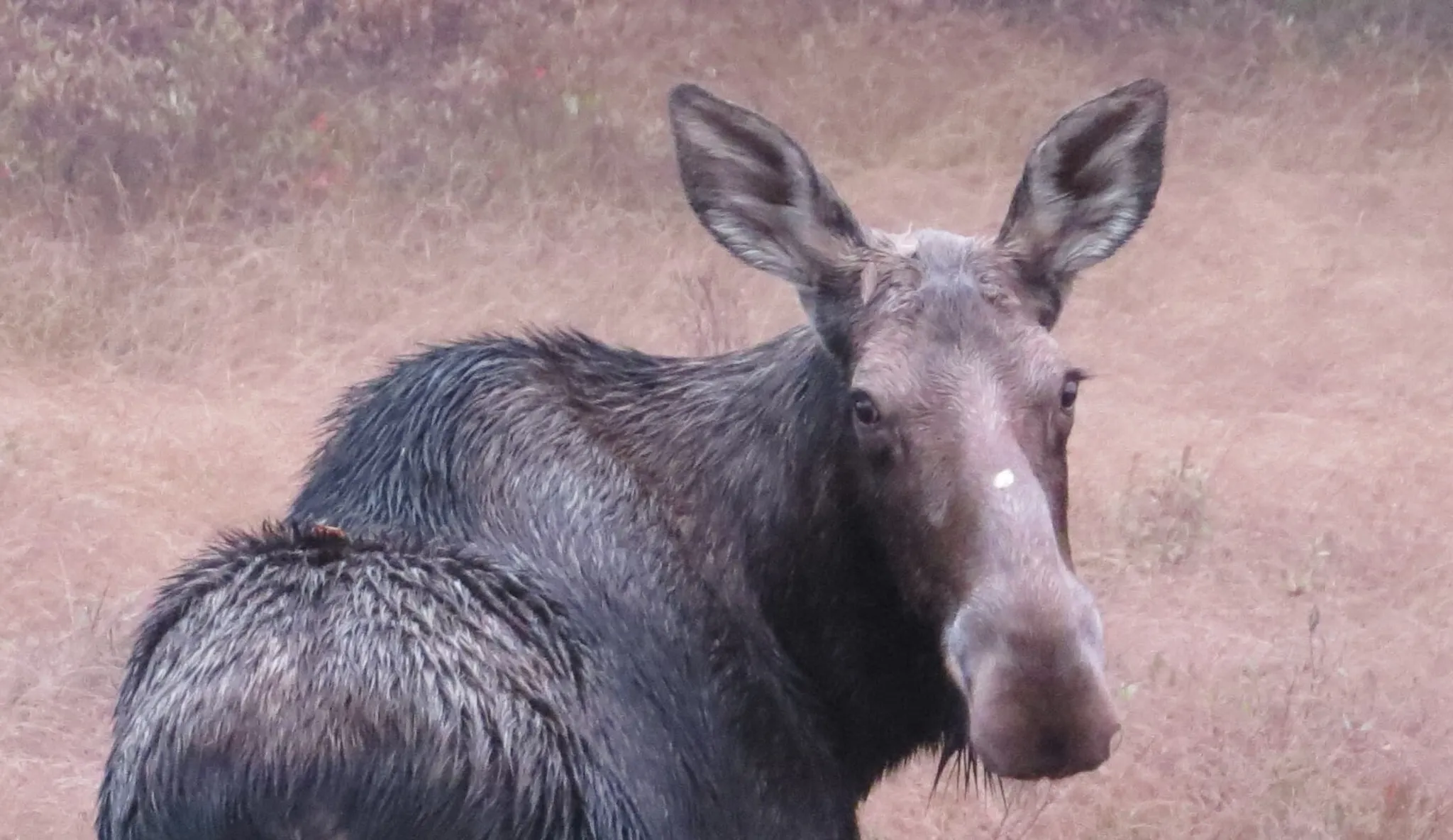 Hunting Season in ZEC Buteux-Bas-Saguenay