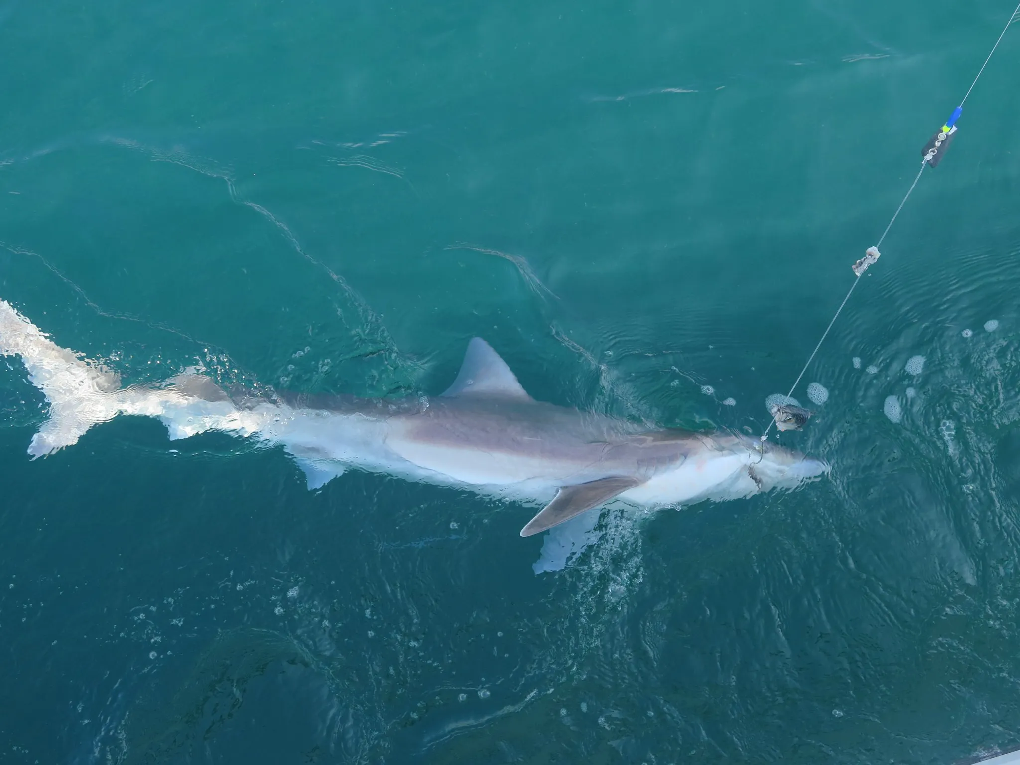 Fishing Trips & Deep Sea Charters in Poole, Dorset