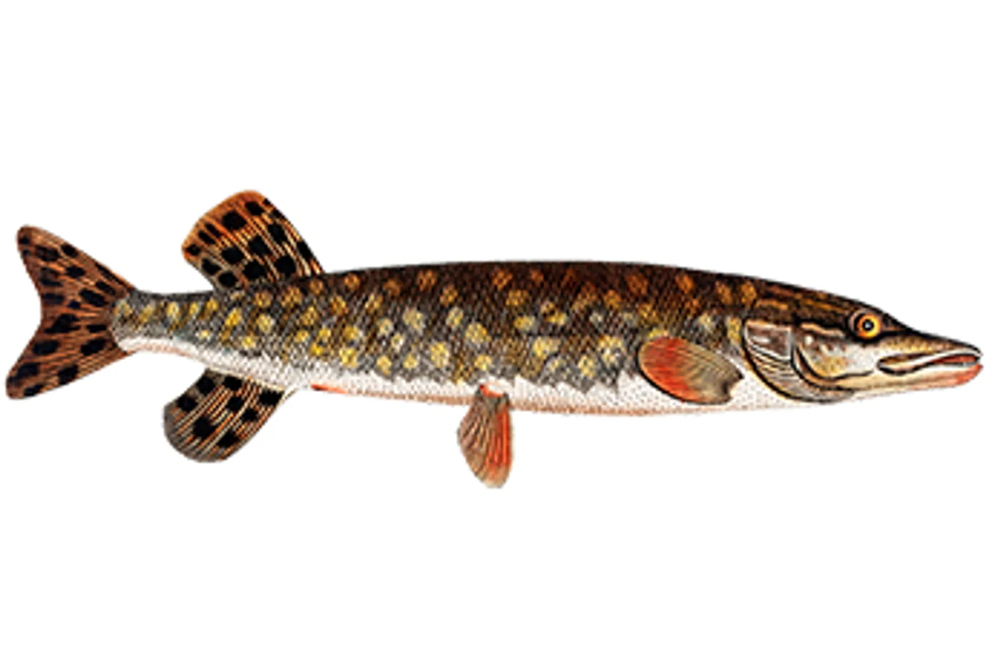 Rouge National Urban Park, Rouge Beach and Marsh