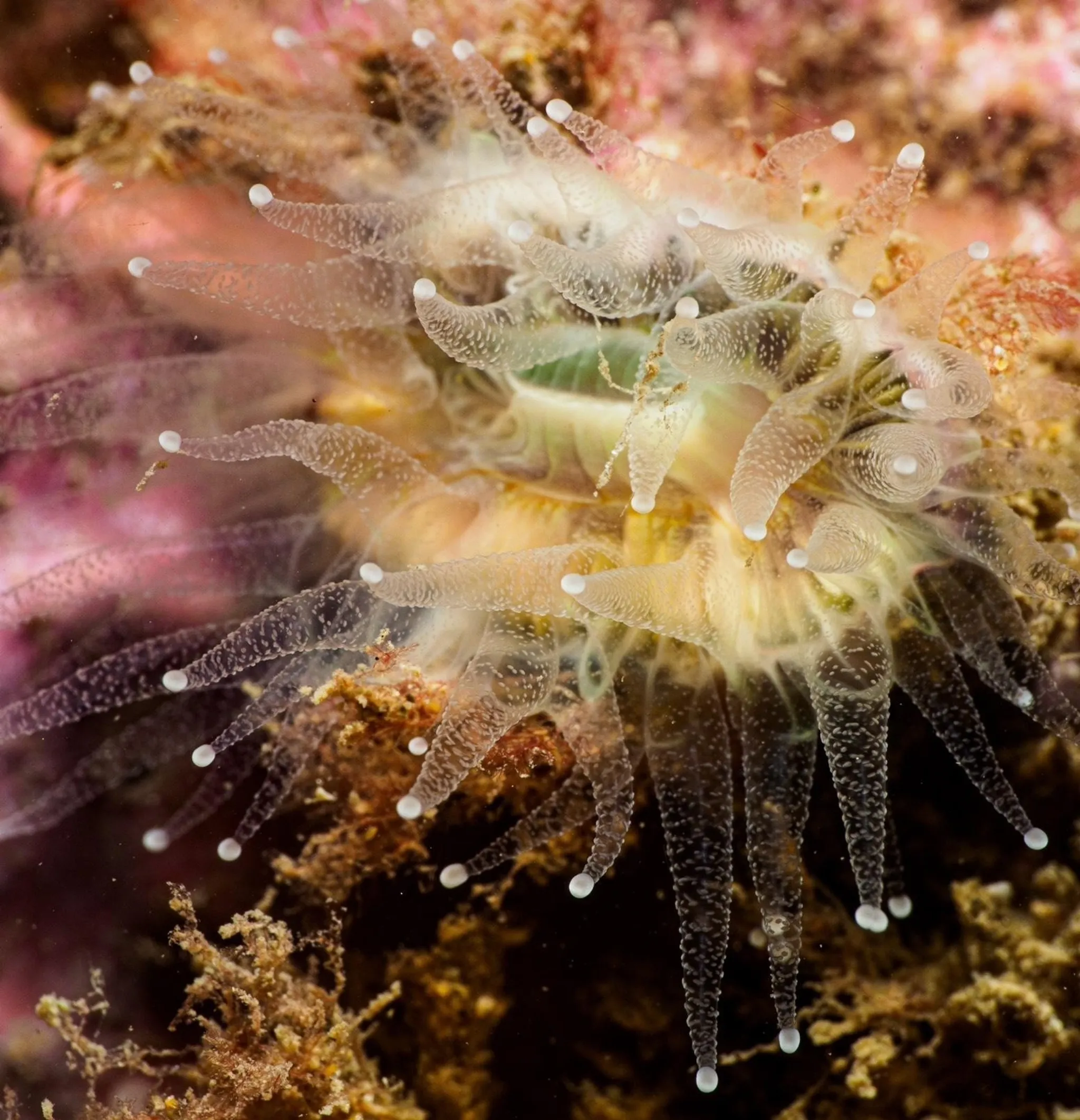 Ilfracombe and North Devon Sub Aqua Club BSAC86