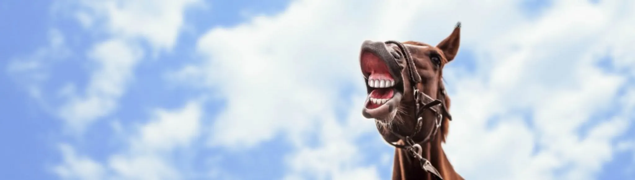 Rotorua Horse Trek Experience