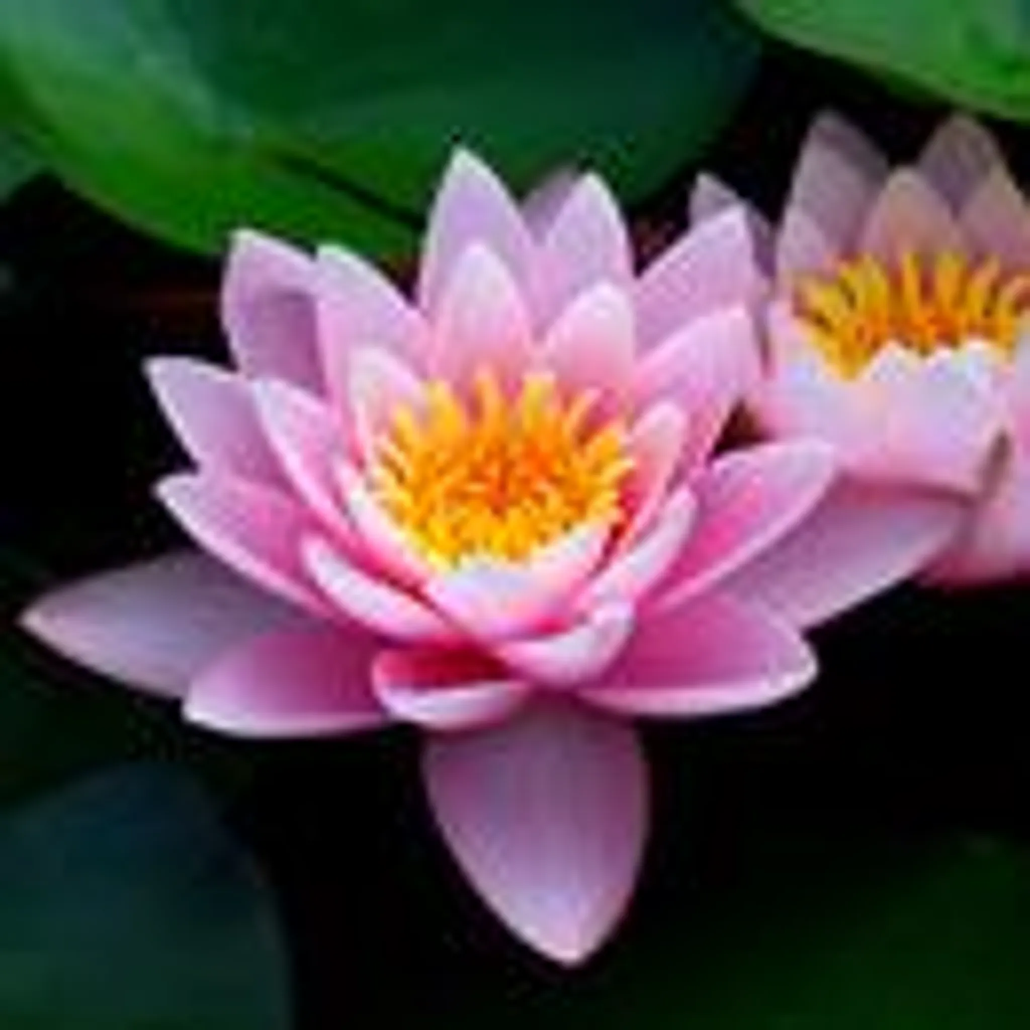 Les Racines Du Souffle