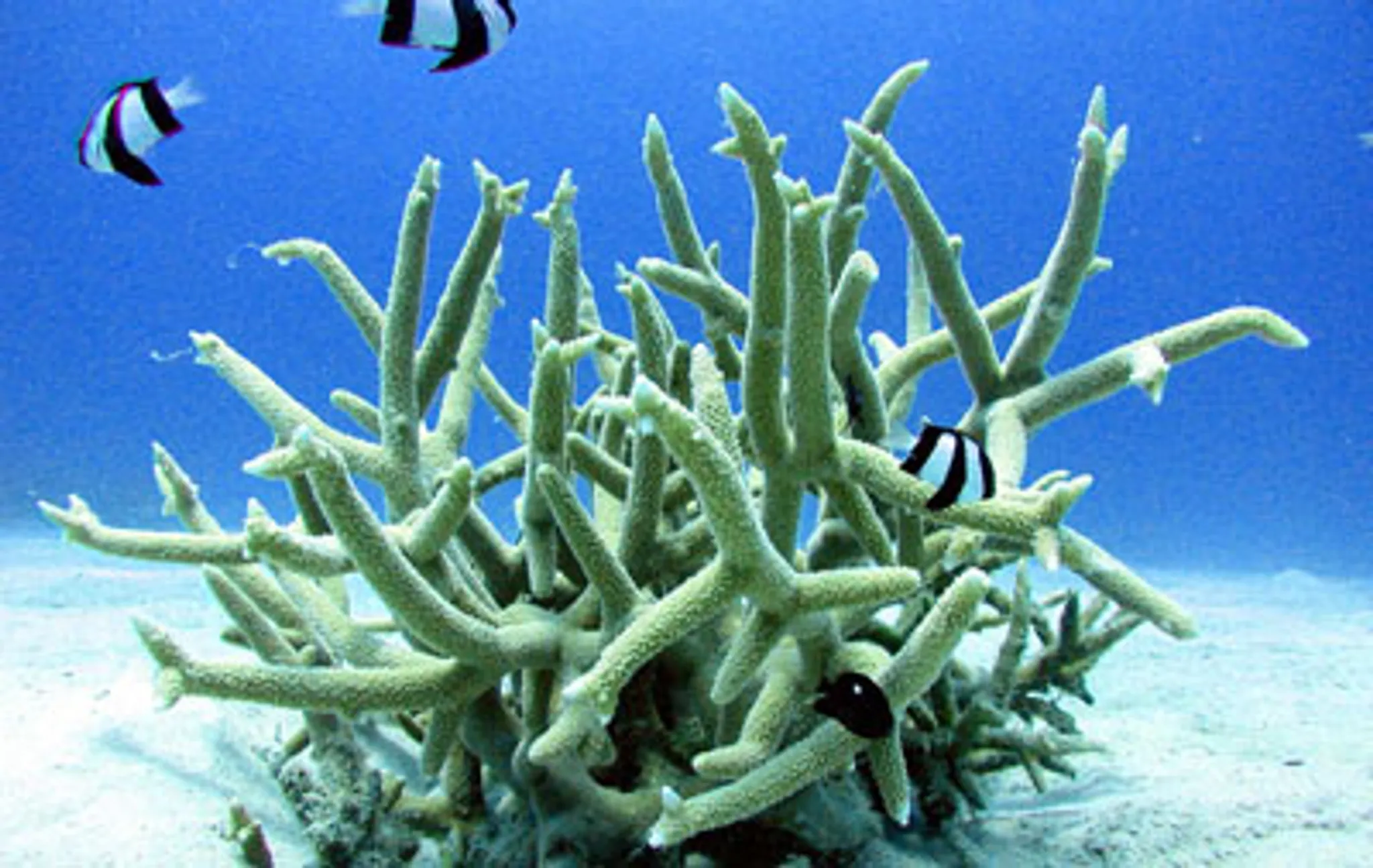 Guided Shore Dive - Saturday